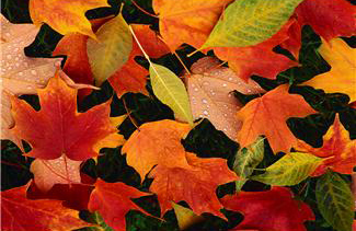Fall into fall organizing - Get it, with the leaves?